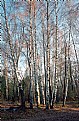 Picture Title - Birches