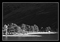 Picture Title - Buttermere Pines