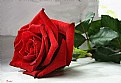 Picture Title - red rose