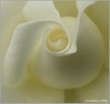 Picture Title - White rose