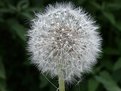 Picture Title - Dandelion