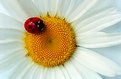 Picture Title - DaisyBug