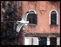 Picture Title - SeaGull on Snowstorm in Venice