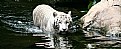 Picture Title - White Tiger