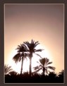 Picture Title - Palms