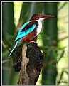 Picture Title - Tropical Bird