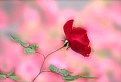 Picture Title - Rose Confection