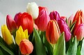 Picture Title - tulips