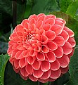 Picture Title - Another Dahlia in the Series