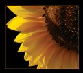 Picture Title - Sunflower II
