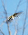 Picture Title - hummingbird in flight