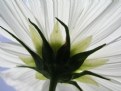 Picture Title - White Flower 1