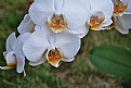 Picture Title - Orchid 2