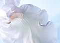 Picture Title - White Iris Heart