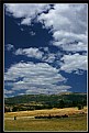 Picture Title - Sheeps And Sky