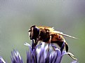 Picture Title - bee 