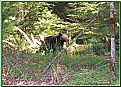 Picture Title - Bear in the wild