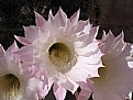 Picture Title - Flower with a smile