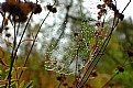 Picture Title - SpiderWeb