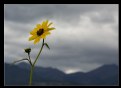 Picture Title - Proud to be....YELLOW