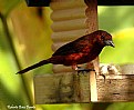 Picture Title - red bird
