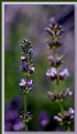 Picture Title - lavender