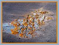 Picture Title - Reflection of Fall