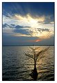 Picture Title - Sunset Cypress