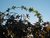 Flower Arch