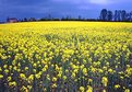 Picture Title - Yellow Field