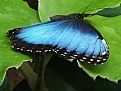 Picture Title - Blue Butterfly
