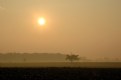 Picture Title - Tree OVER Corn