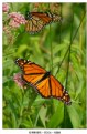 Picture Title - monarch butterfly