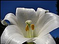 Picture Title - Asiatic Lily