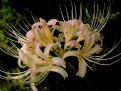 Picture Title - Lilla's hurricane lily...