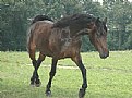 Picture Title - horse in the field