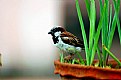 Picture Title - Sparrow