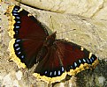Picture Title - Mourning Cloak