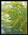 Picture Title - Yellow Wildflowers