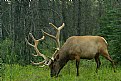 Picture Title - Jasper Elk