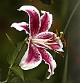 Picture Title - Lilium