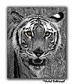 Picture Title - Royal Bengal Tiger