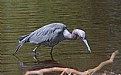 Picture Title - ALittle Blue Heron with Dinner