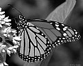 Picture Title - monarch