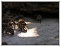 Picture Title - Bee of caucasian