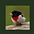 Rose-breasted grosbeak