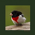 Picture Title - Rose-breasted grosbeak