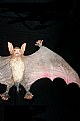 Picture Title - vampire bat