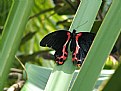 Picture Title - Red & Black Butterfly