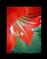 Picture Title - Crveni cvet...
